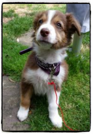 Brownie